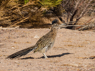 Close up shot of cute Roadrunner on the ground