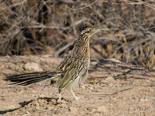 Close up shot of cute Roadrunner on the ground