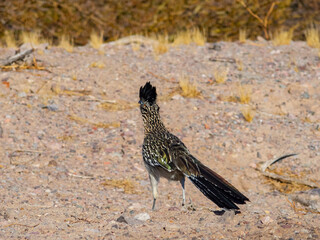 Close up shot of cute Roadrunner on the ground