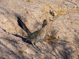 Close up shot of cute Roadrunner on the ground