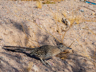 Close up shot of cute Roadrunner on the ground
