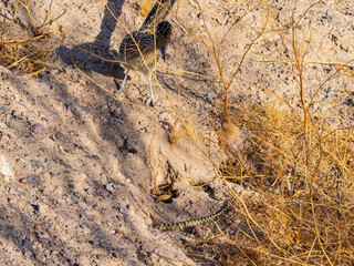 Close up shot of cute Roadrunner on the ground