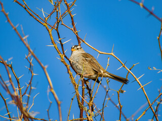 Close up shot of a beautiful sparrow