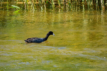 Close up shot of Eurasian coot