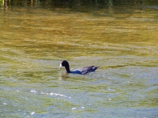 Close up shot of Eurasian coot