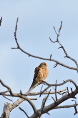 CERNÍCALO POSADO EN UNA RAMA SECA