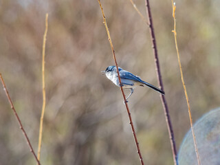 Close up shot of a cute Black-tailed gnatcatcher