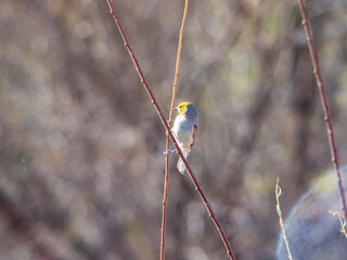 Close up shot of a cute Verdin