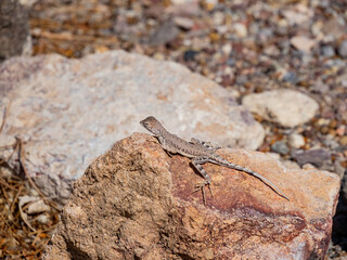 Close up shot of a cute Lizard