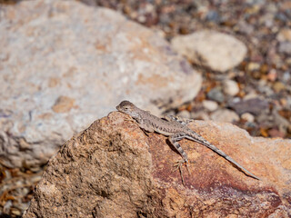 Close up shot of a cute Lizard