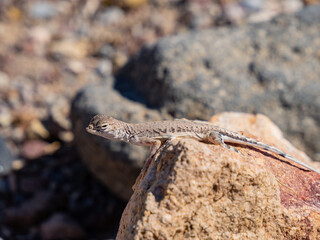 Close up shot of a cute Lizard