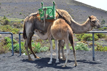 CAMELLOS