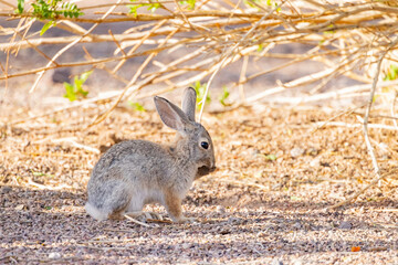 Close up shot of a cute Cottontail rabbit