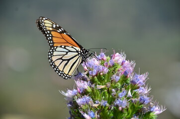 MARIPOSA MONARCA EN UNA FLOR