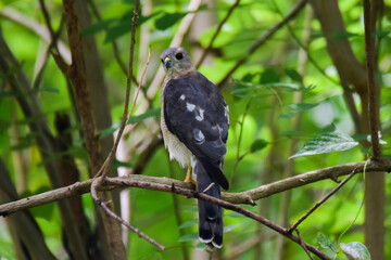 black headed vulture