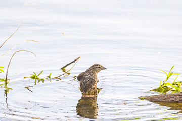 Close up shot of a cute female Red-winged blackbird