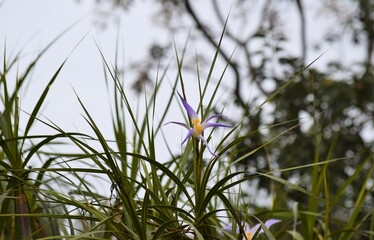 canela-de-ema