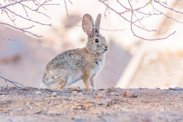 Close up shot of a cute Cottontail rabbit