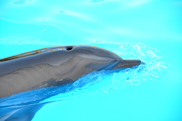 DELFINES