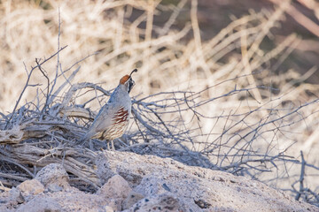 Close up shot of cute Quail bird