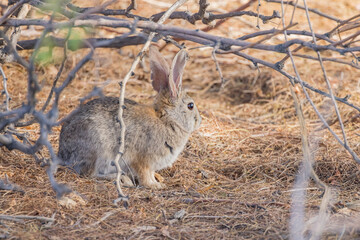 Close up shot of a cute Cottontail rabbit