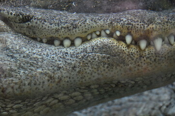 COCODRILO
