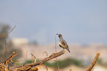 Close up shot of cute Quail bird