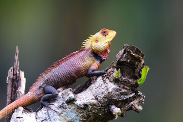 lizard 