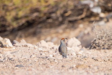 Close up shot of cute Quail bird