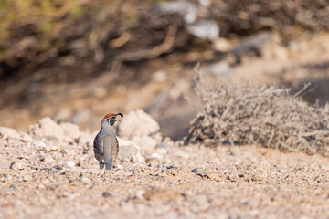 Close up shot of cute Quail bird