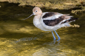 Close up shot of the American avocet