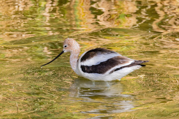 Close up shot of the American avocet