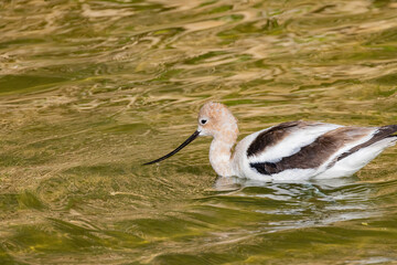Close up shot of the American avocet