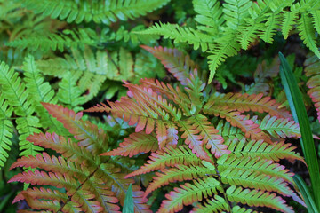 色づくシダの葉