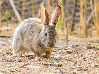 Close up shot of a cute Cottontail rabbit