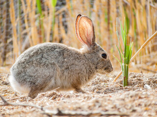 Close up shot of a cute Cottontail rabbit