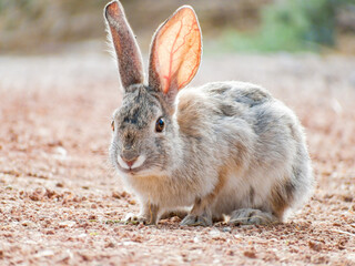 Close up shot of a cute Cottontail rabbit