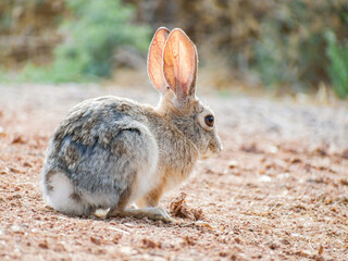 Close up shot of a cute Cottontail rabbit