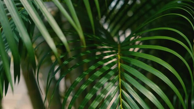 close-up of wind blowing green palm leaf for concepts summer nature background