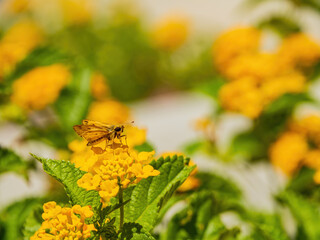 Close up shot of cute Fiery skipper on a yellow flower