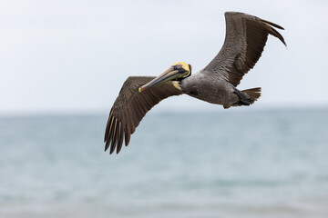 Braunpelikan (brown pelican)
Puerto Lopez, Ecuador