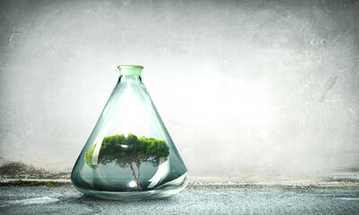 Tree growing inside clear glass bottle