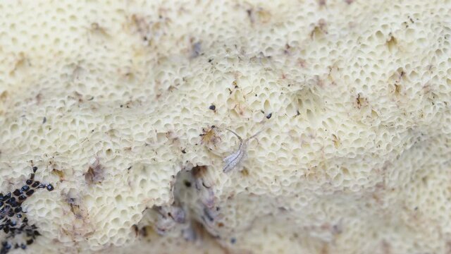 Closer look of the white springtail bug crawling on the pine bolete muhsroom in Estonia