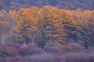 小田代ヶで見た夜明け直後の晩秋のカラマツの情景＠奥日光、栃木