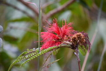 caliandra a flor do Cerrado