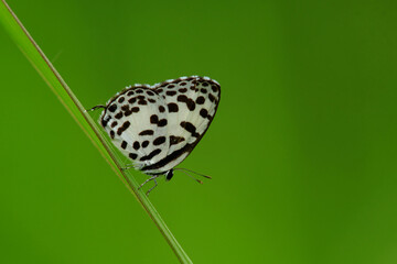 butterfly on leaf