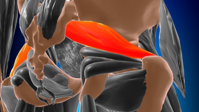 Piriformis Muscle Anatomy For Medical Concept 3D