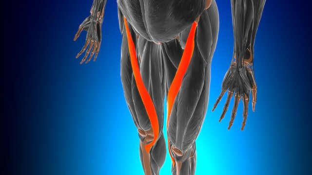 Sartorius Muscle Anatomy For Medical Concept 3D