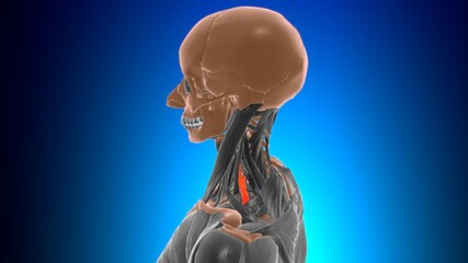 Scalenus posterior Muscle Anatomy For Medical Concept 3D