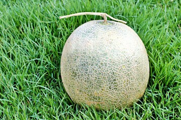 melons in the grass